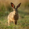 Brown Hare leveret looking, foot up, September morning, Suffolk. Lepus europaeus