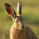 Brown Hare leveret close, September morning, Suffolk. Lepus europaeus