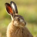 Brown Hare leveret. wet ear tips, early September morning, Suffolk. Lepus europaeus