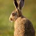 Brown Hare leveret back look, September morning, Suffolk. Lepus europaeus