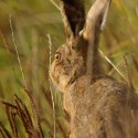 Brown Hare leveret back look in grass, September morning, Suffolk. Lepus europaeus