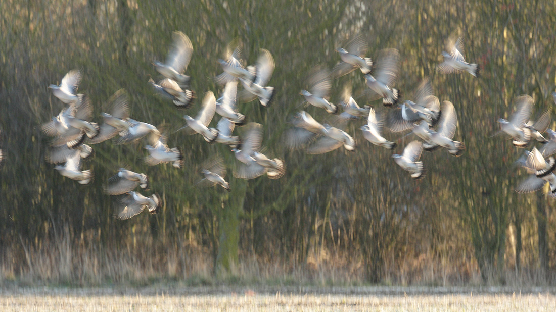 Wood Pigeon flock moving to the next field