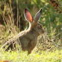 Brown Hare leveret, lit up ear in dawn sun light. August Suffolk. Lepus europaeus