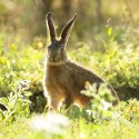 Brown Hare leveret dawn halo. August Suffolk. Lepus europaeus