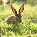 Brown Hare leveret eating in dawn sun light. August Suffolk. Lepus europaeus