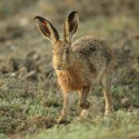 Brown Hare, wet and walking early September morning, Suffolk. Lepus europaeus