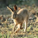 Brown Hare leveret jogging, early September morning, Suffolk. Lepus europaeus