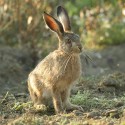 Brown Hare leveret, early September morning, Suffolk. Lepus europaeus