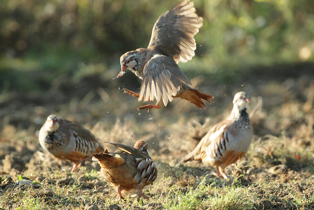 Red-legged Partridge pair, morning disagreement feather in beak. August Suffolk Alectoris rufa