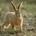 Brown Hare leveret walking forward, early September morning, Suffolk. Lepus europaeus