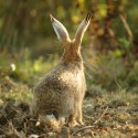 Brown Hare leveret looking back, early September morning, Suffolk. Lepus europaeus
