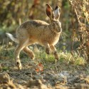 Brown Hare leveret bouncing, early September morning, Suffolk. Lepus europaeus