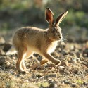Brown Hare leveret on the move, morning sun light. September, Suffolk. Lepus europaeus
