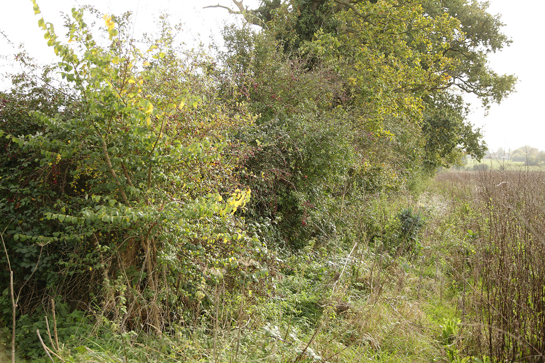Hedge next to wild bird mix margin, year round wildlife food