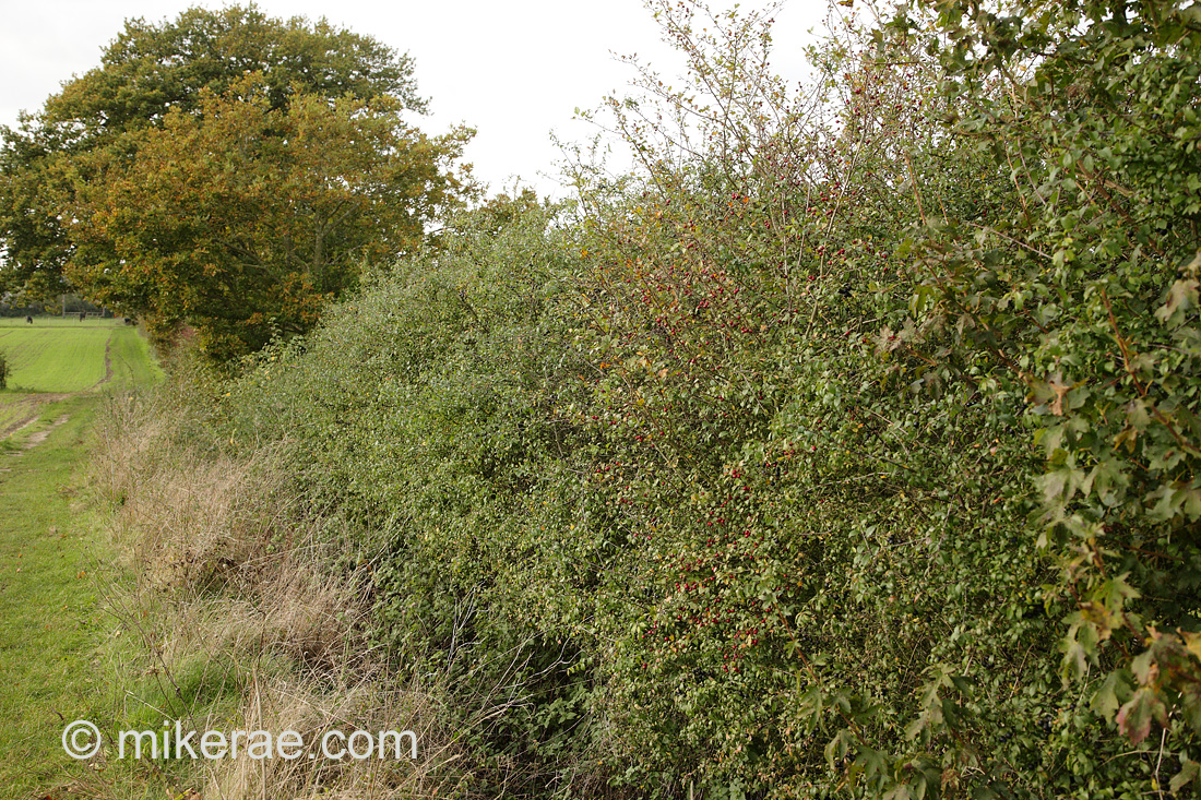 lower hedge with young oak trees alowed to grow through