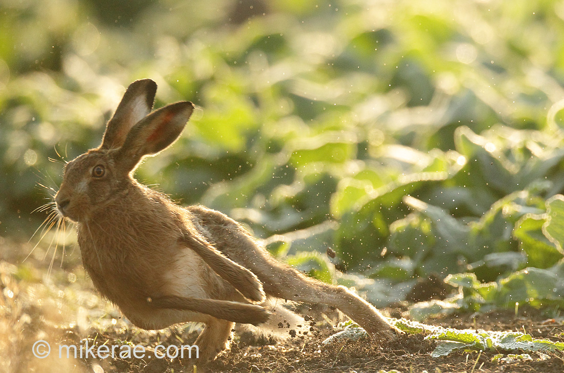 Brown Hare leaping to the side Lepus europaeus
