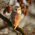 Barn owl looking back in winter oak at sunset. Suffolk. Tyto alba