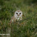Barn owl in meadow grass after hunting dive. Suffolk. Tyto alba