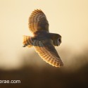Barn owl flying turn, winter sunset. Suffolk. Tyto alba