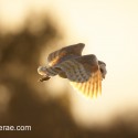Barn owl flying side look at dusk. Suffolk. Tyto alba
