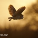 Barn owl flying above winter hedge at sunset. Suffolk. Tyto alba