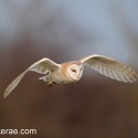 Barn owl flying and winking in afternoon sunlight. Suffolk. Tyto alba