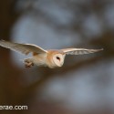 Barn owl flying by winter oak afternoon sunlight. Suffolk. Tyto alba