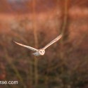 Barn owl flying by winter hedge afternoon sunlight. Suffolk. Tyto alba