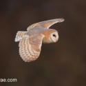 Barn owl hunting in winter afternoon sunlight. Suffolk. Tyto alba