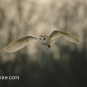 Barn owl flying against winter hedge at dusk Suffolk. Tyto alba