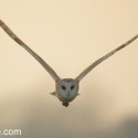 Barn owl flying V face on at dusk Suffolk. Tyto alba