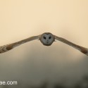 Barn owl flying face on at dusk Suffolk. Tyto alba