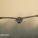 Barn owl flying, winter dusk Suffolk. Tyto alba