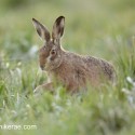 Brown Hare, foot up, evening hay meadow, Suffolk. Lepus europaeus