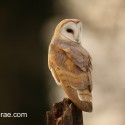 Barn owl looking round the back in winter sunset. Suffolk. Tyto alba