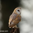 Barn owl look from post March afternoon. Suffolk. Tyto alba