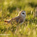 Barn owl on ground after dive sunny March evening. Suffolk. Tyto alba