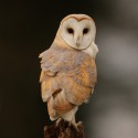 Barn owl. Backward gance from post March evening. Suffolk. Tyto alba