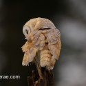 Barn owl preening on post March afternoon. Suffolk. Tyto alba