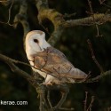 Barn owl hunting from oak tree. March sunset. Suffolk. Tyto alba