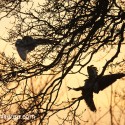 Barn owl attacted by buzzard. March evening. Suffolk. Tyto alba