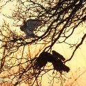 Barn owl retreating from buzzard. March evening. Suffolk. Tyto alba