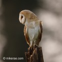 Barn owl looking at sunset. March afternoon. Suffolk. Tyto alba