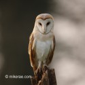 Barn owl looking forward. March afternoon. Suffolk. Tyto alba