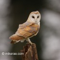 Barn owl side looking. March afternoon. Suffolk. Tyto alba