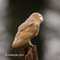 Barn owl looking at a Buzzard. March afternoon. Suffolk. Tyto alba