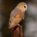 Barn owl looking to hunt at dawn. March Suffolk. Tyto alba