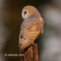 Barn owl looking over the shoulder at dawn. March Suffolk. Tyto alba