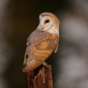 Barn owl looking back at dawn. March Suffolk. Tyto alba
