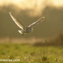 Barn owl over meadow late afternoon March. Tyto alba